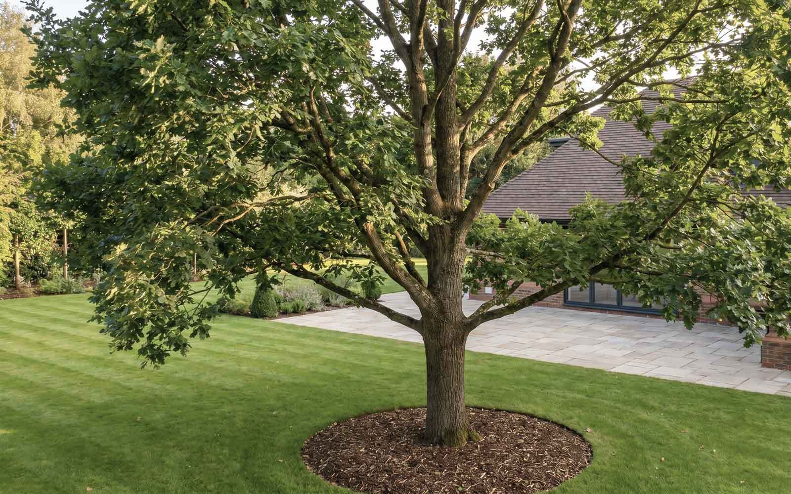 S&J Tree Surgery Work