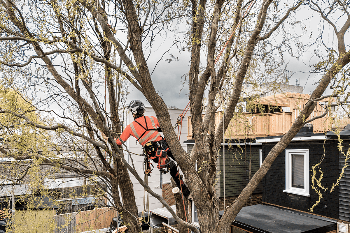 Welcome to S&J Tree Surgery