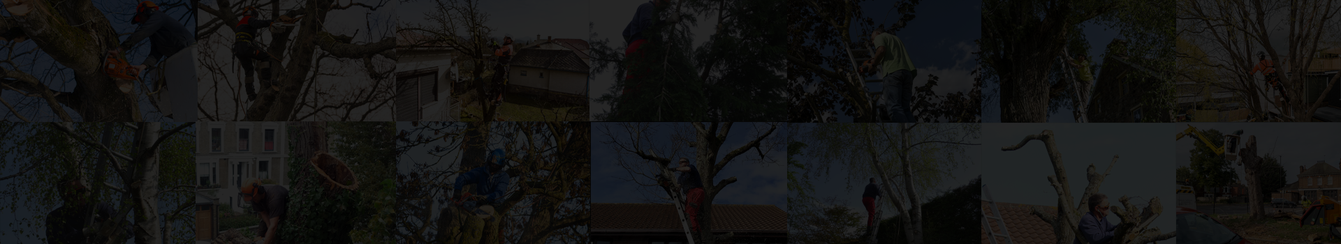 S&J Tree Surgery